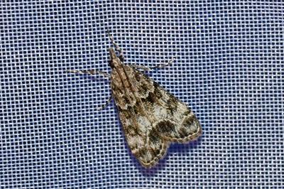<i>Eudonia mercurella</i>