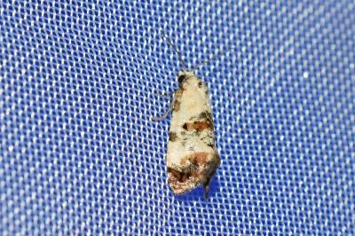<i>Cochylis hybridella</i>