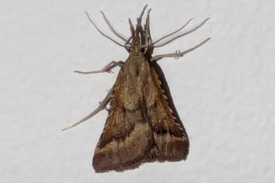 <i>Synaphe punctalis</i>