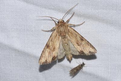 <i>Apamea sublustris</i>