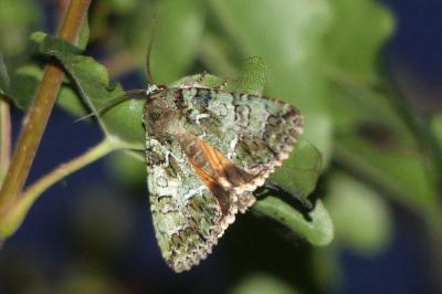 <i>Polyphaenis sericata</i>