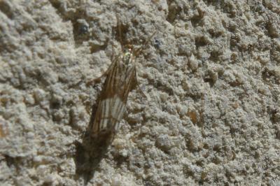 <i>Chrysocrambus linetella</i>