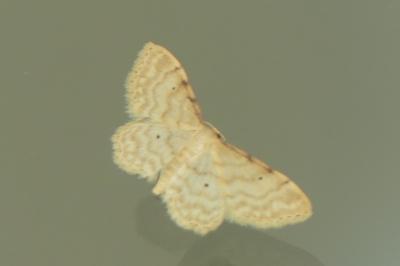 <i>Idaea fuscovenosa</i>