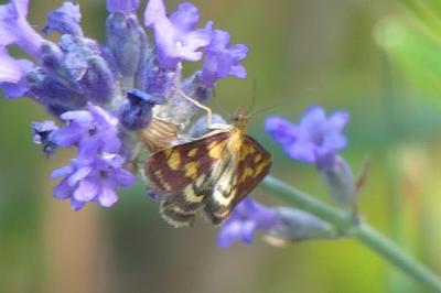 <i>Pyrausta purpuralis</i>