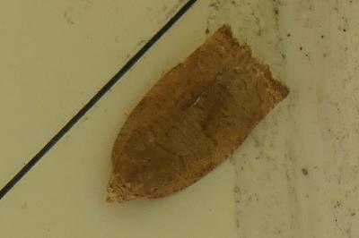 <i>Cacoecimorpha pronubana</i>