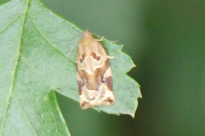 <i>Archips xylosteana</i>