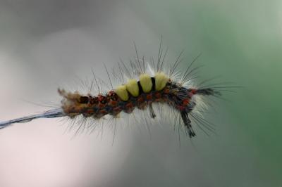 <i>Orgyia antiqua</i>