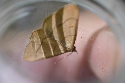 <i>Paracolax tristalis</i>