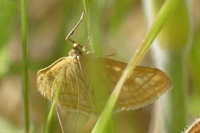 <i>Sitochroa verticalis</i>