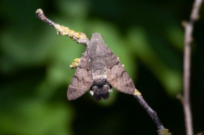 <i>Macroglossum stellatarum</i>