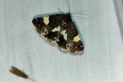 <i>Tyta luctuosa</i>