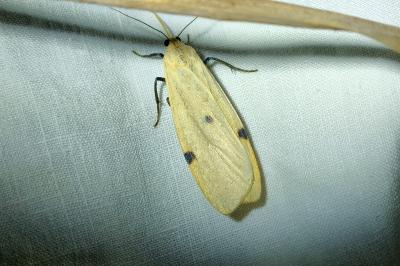 <i>Lithosia quadra</i>
