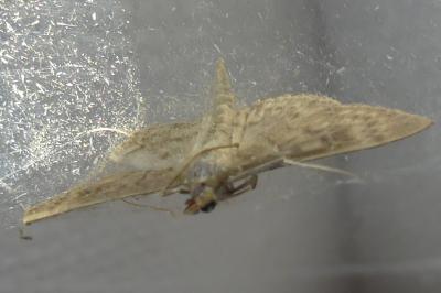 <i>Patania ruralis</i>