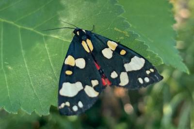 <i>Callimorpha dominula</i>