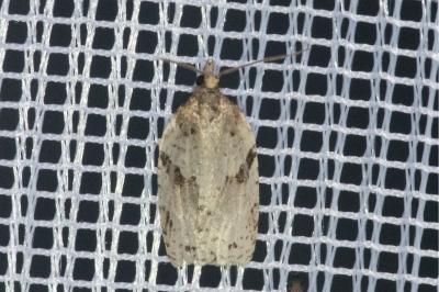 <i>Clepsis spectrana</i>
