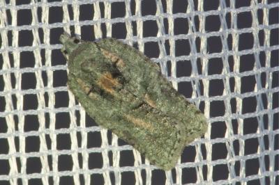 <i>Acleris literana</i>