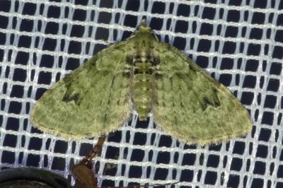 <i>Chloroclystis v-ata</i>