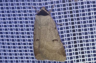 <i>Lygephila craccae</i>