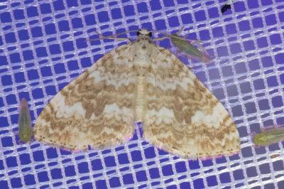 <i>Perizoma flavofasciata</i>