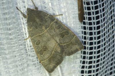 <i>Ipimorpha subtusa</i>