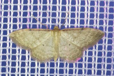 <i>Idaea fuscovenosa</i>