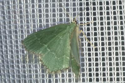 <i>Hemithea aestivaria</i>