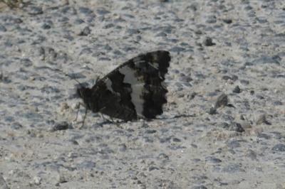 <i>Brintesia circe</i>