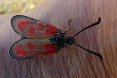 <i>Zygaena loti</i>