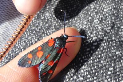 <i>Zygaena transalpina</i>