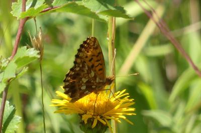 <i>Boloria dia</i>