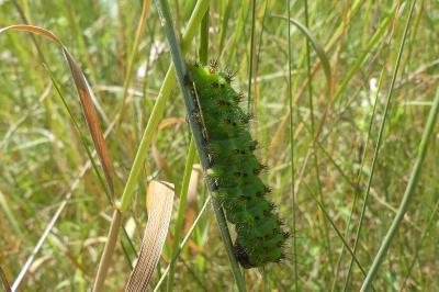 <i>Saturnia pavonia</i>