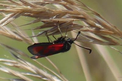 <i>Zygaena loti</i>