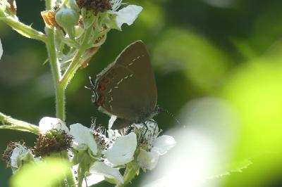 <i>Satyrium ilicis</i>