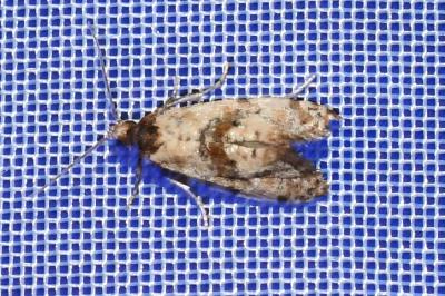 <i>Cochylis molliculana</i>