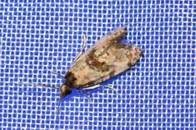 <i>Cochylis molliculana</i>