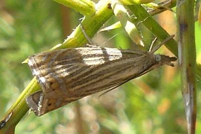 <i>Chrysoteuchia culmella</i>