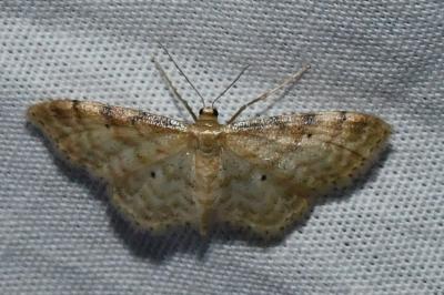 <i>Idaea fuscovenosa</i>