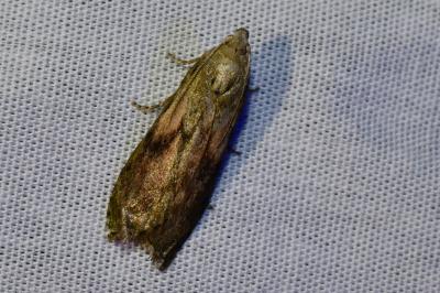 <i>Aphomia sociella</i>