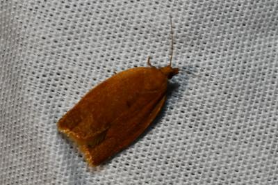 <i>Clepsis consimilana</i>
