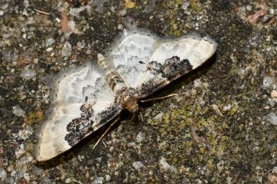 <i>Idaea rusticata</i>