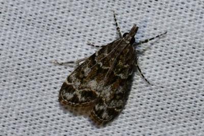 <i>Eudonia mercurella</i>