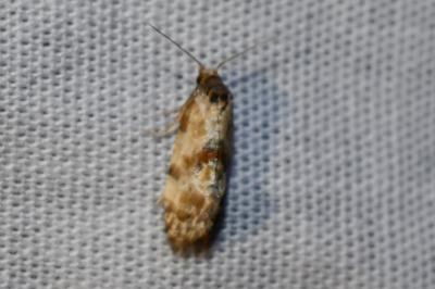 <i>Cochylis molliculana</i>