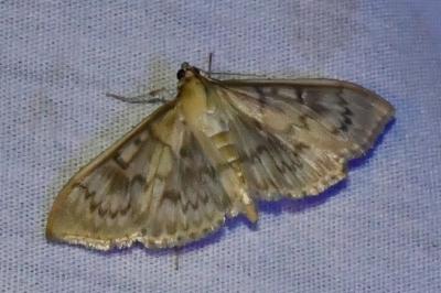 <i>Patania ruralis</i>