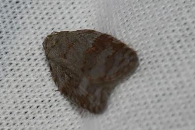 <i>Acleris sparsana</i>