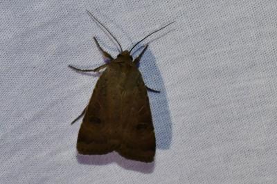 <i>Noctua comes</i>