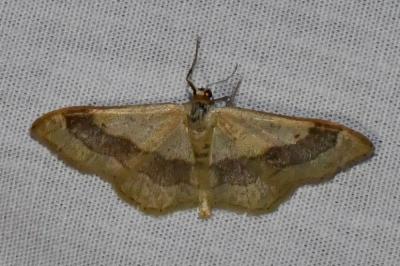 <i>Idaea aversata</i>