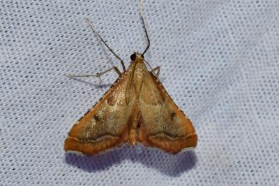 <i>Endotricha flammealis</i>