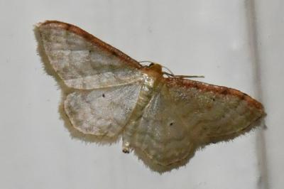 <i>Idaea humiliata</i>