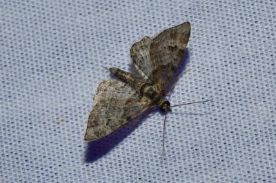 <i>Gymnoscelis rufifasciata</i>