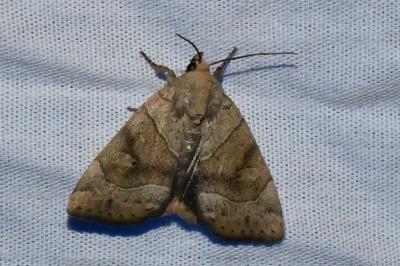 <i>Cosmia trapezina</i>